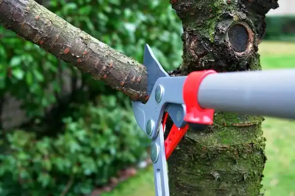 tree services Dublin